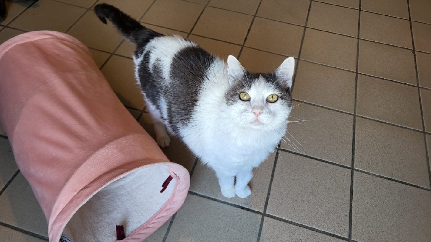 Ketty - Chat Européen à adopter - photo 2