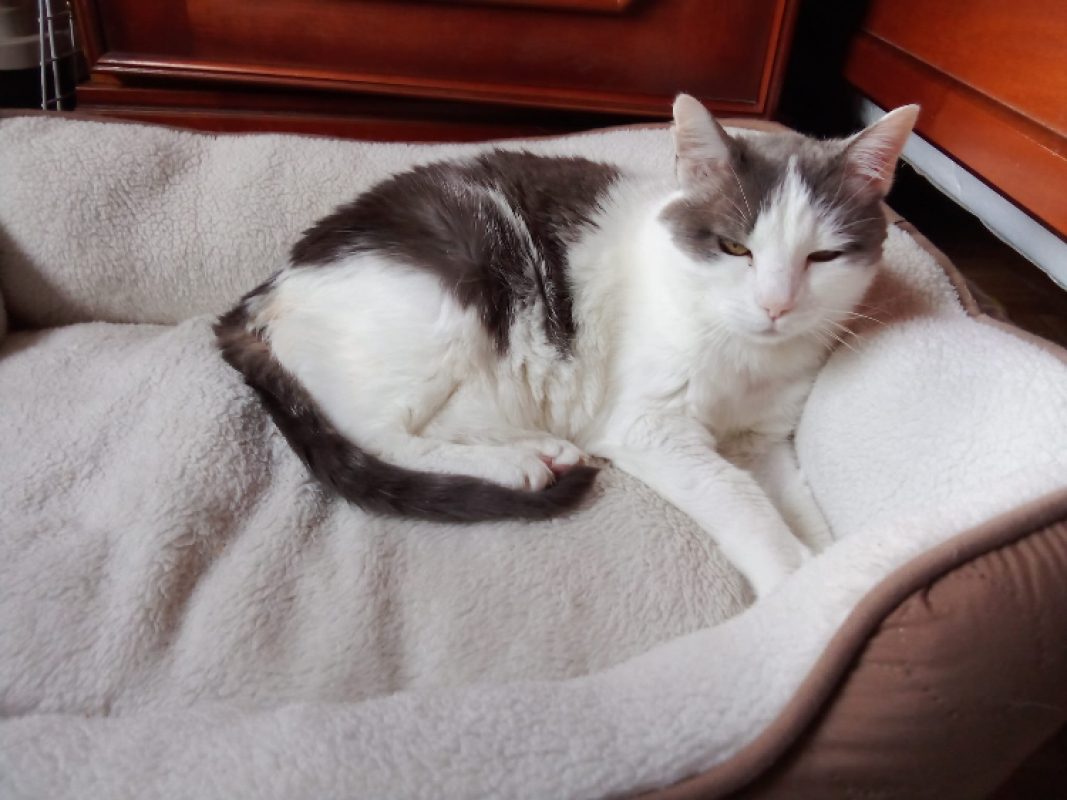 Ketty - Chat Européen à adopter - photo 3