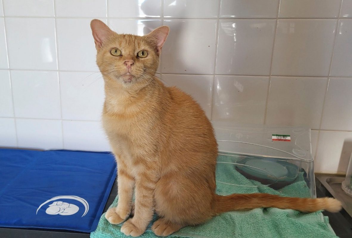 Sativa - Chat Européen à adopter