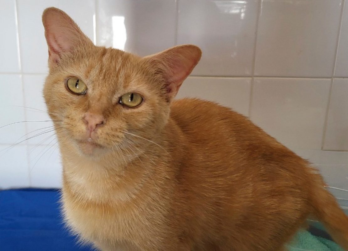 Sativa - Chat Européen à adopter - photo 2