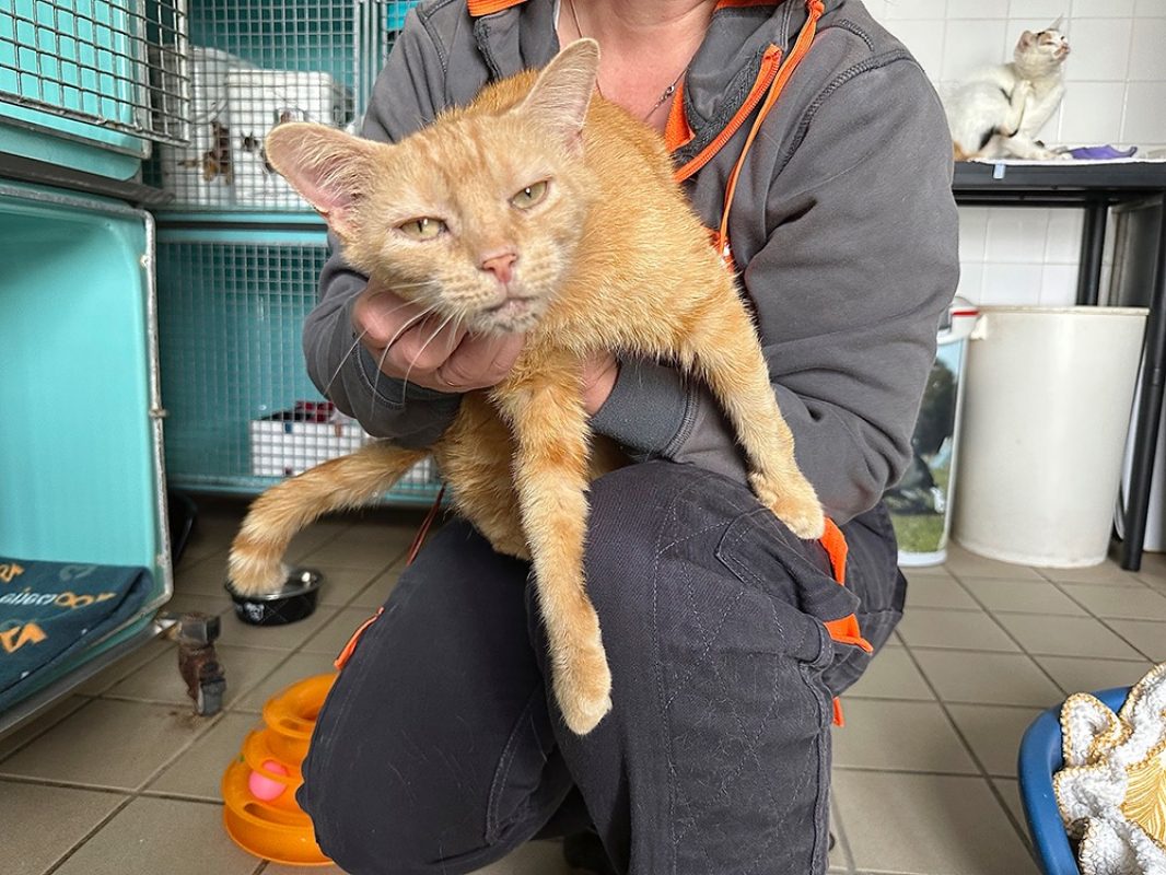 Sativa - Chat Européen à adopter - photo 3