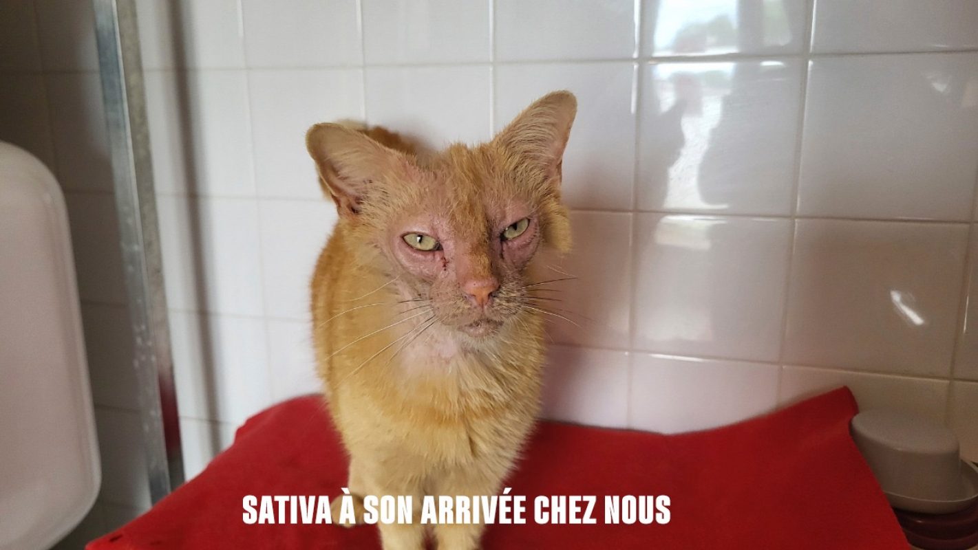 Sativa - Chat Européen à adopter - photo 4