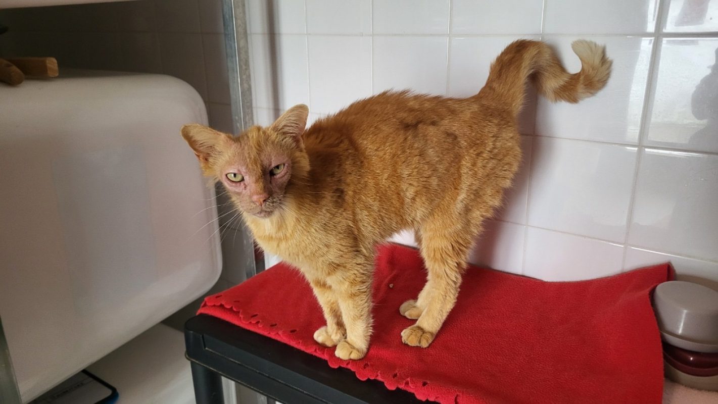 Sativa - Chat Européen à adopter - photo 5