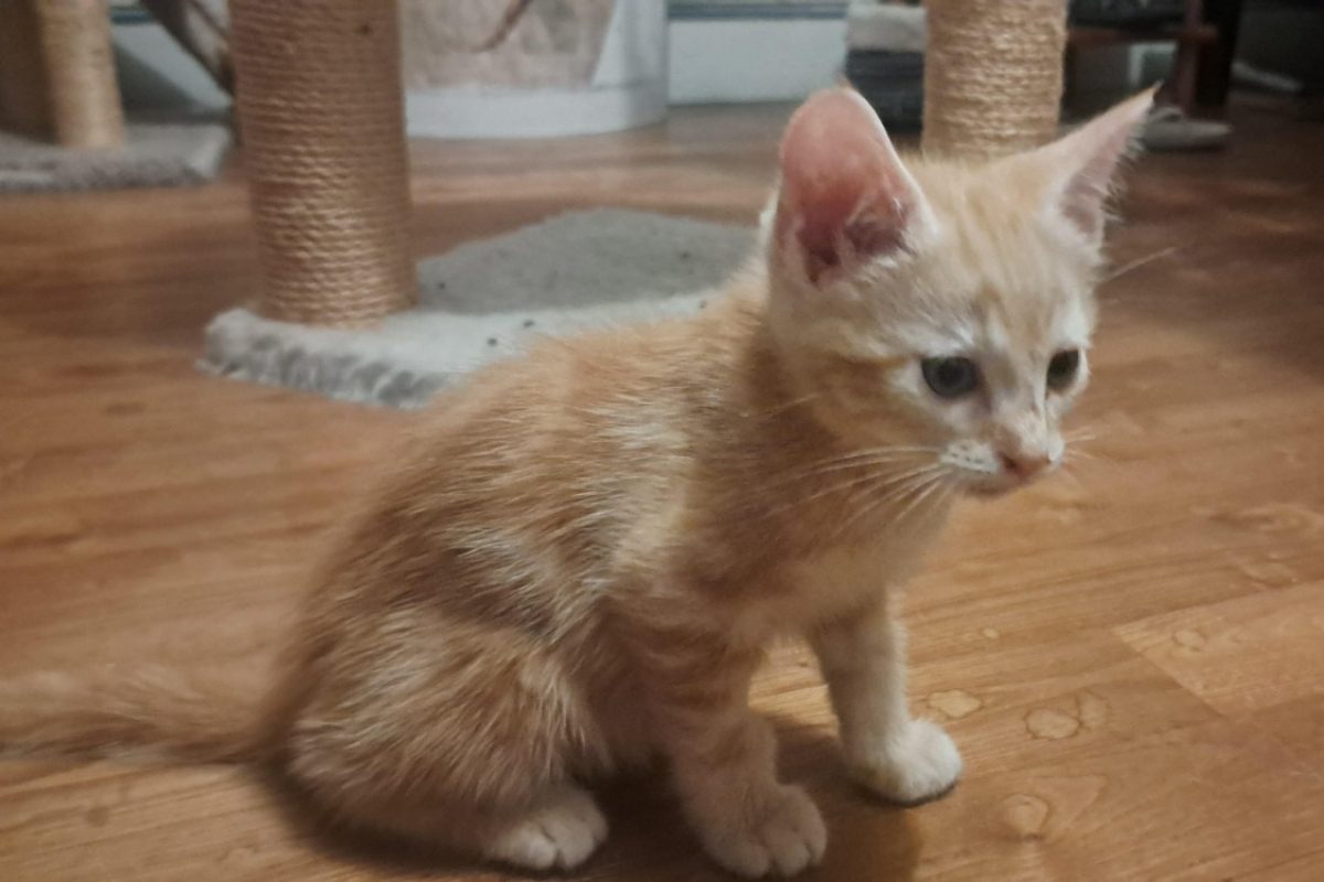 Hardi - Chat à adopter