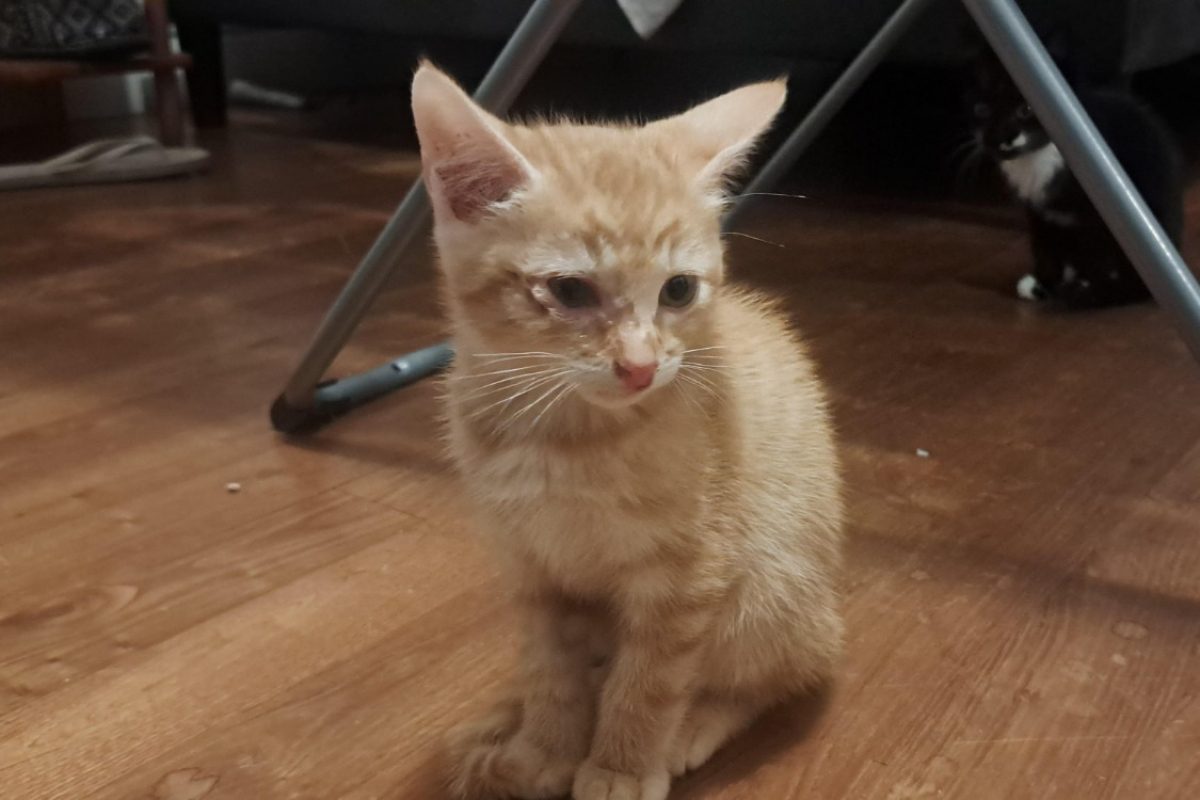 Laurel - Chat à adopter