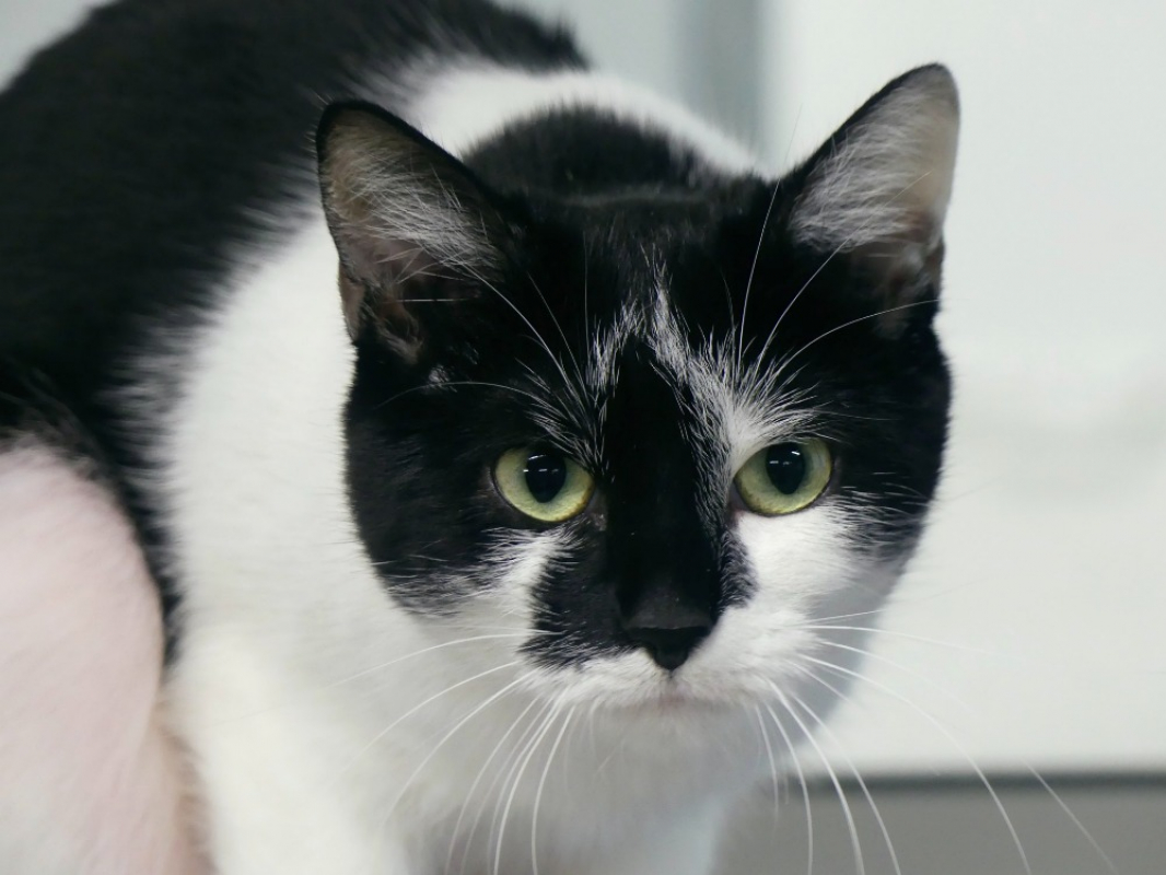 Photo #5 de Te fiti réservé