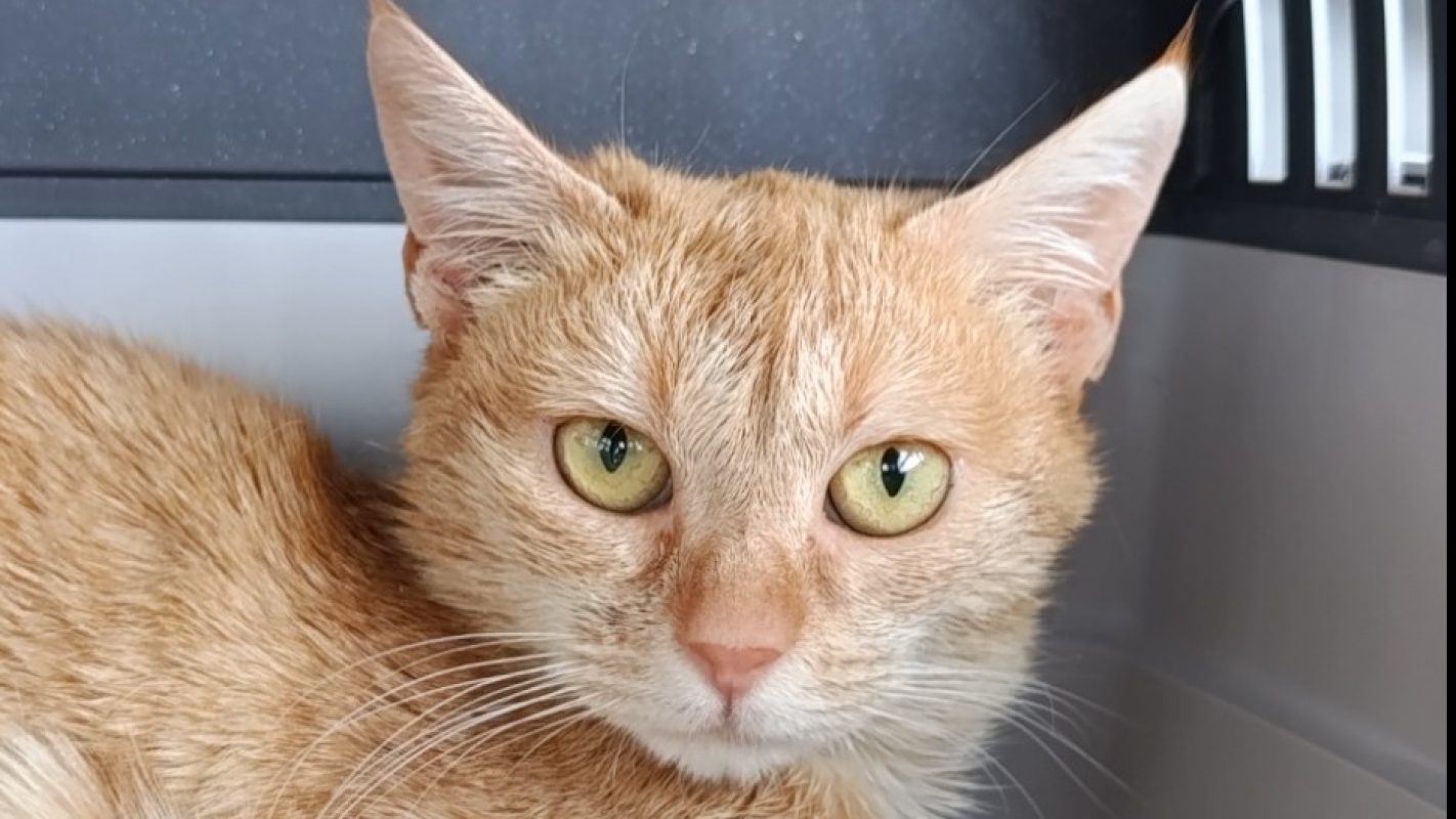 Jeanette - Chat à adopter
