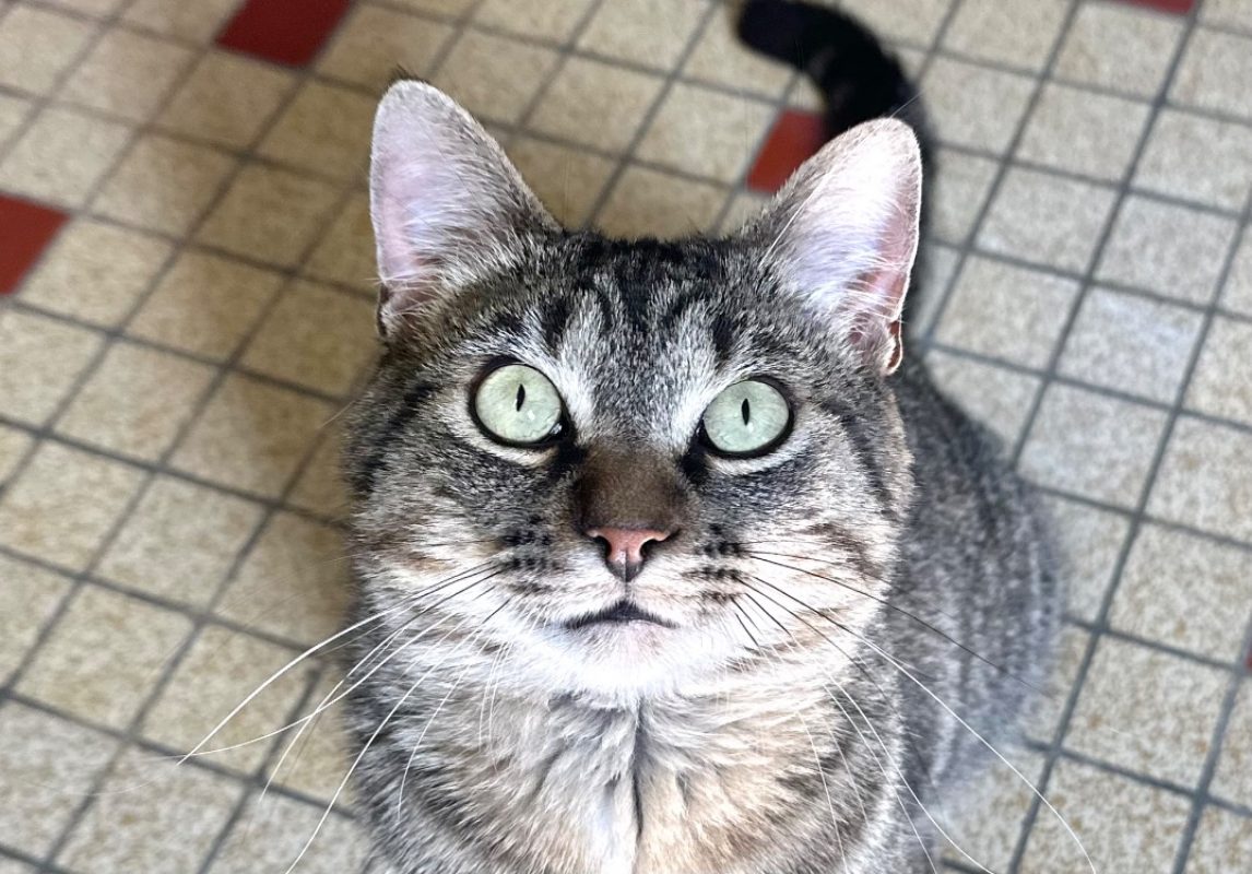 Zadig - Chat à adopter