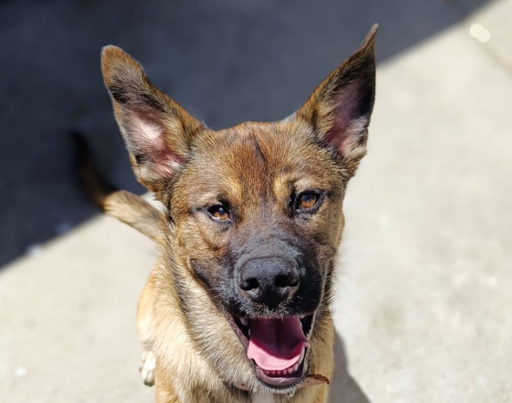 Absolem - Chien Berger à adopter