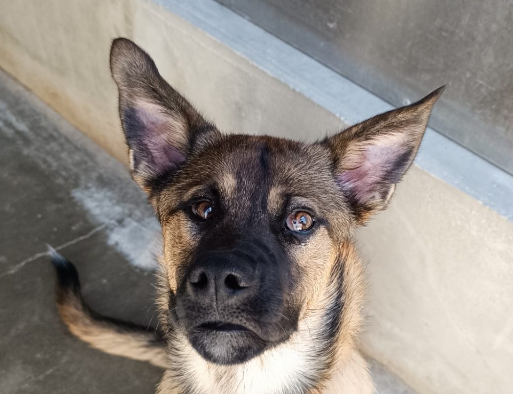 Absolem - Chien Berger à adopter - photo 2