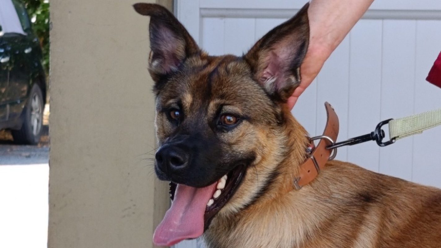 Absolem - Chien Berger à adopter - photo 4