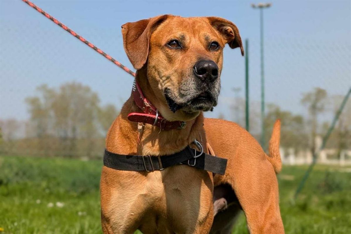 Tulear - Chien à adopter