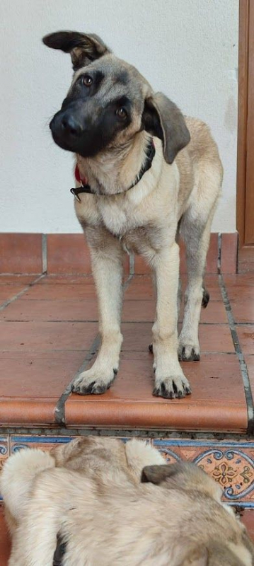 Photo #4 de GALTA