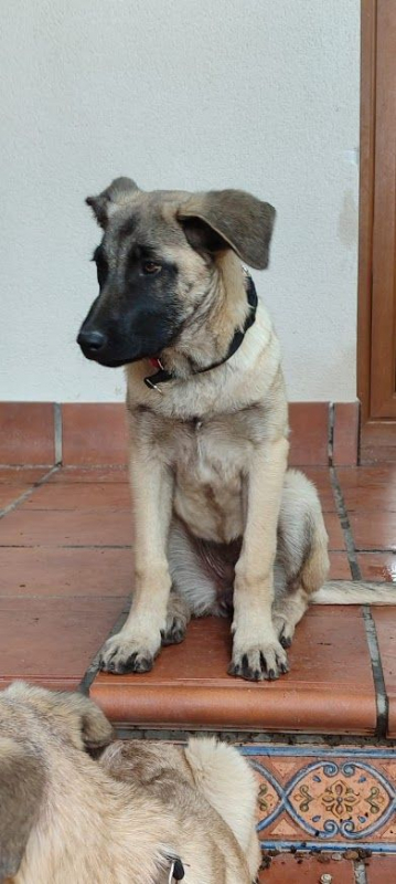 Photo #5 de GALTA