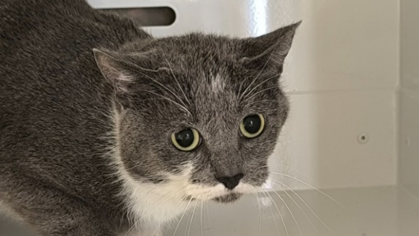 Photo #2 de Chippo réservé