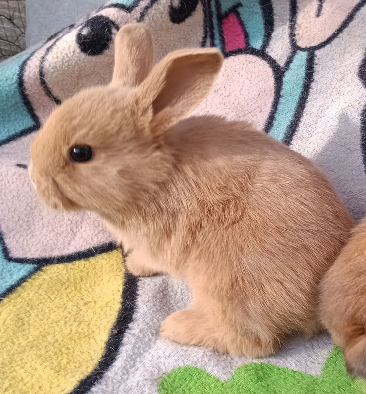Photo #6 de Lapineaux à adopter