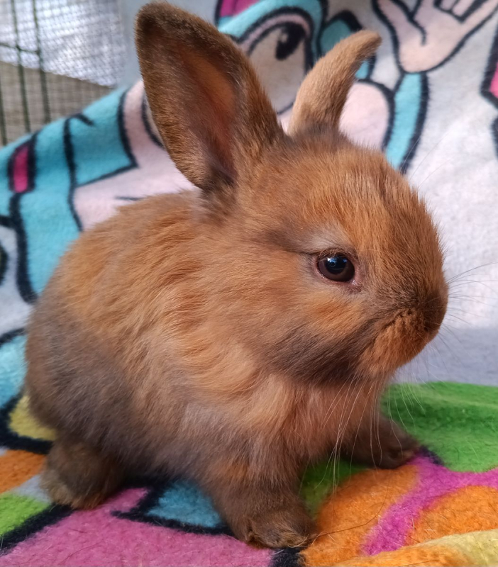 Photo #2 de Lapineaux à adopter
