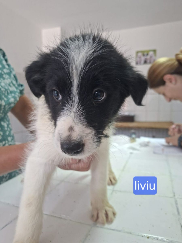 Photo #1 de liviu