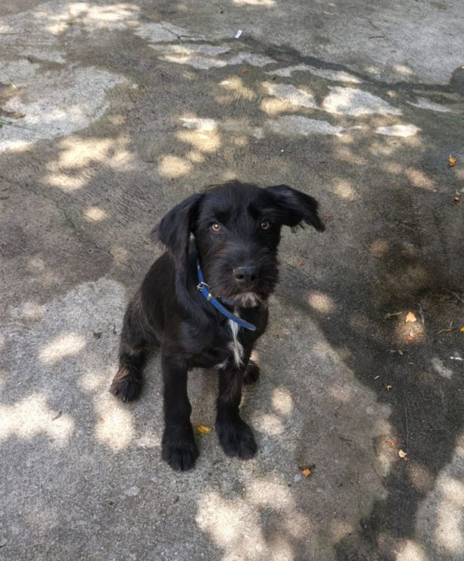 Photo #2 de ralph