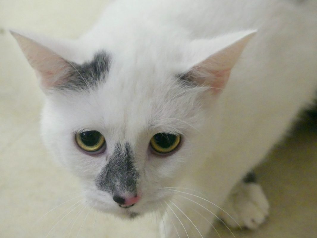 Blanchi - Chat Européen à adopter