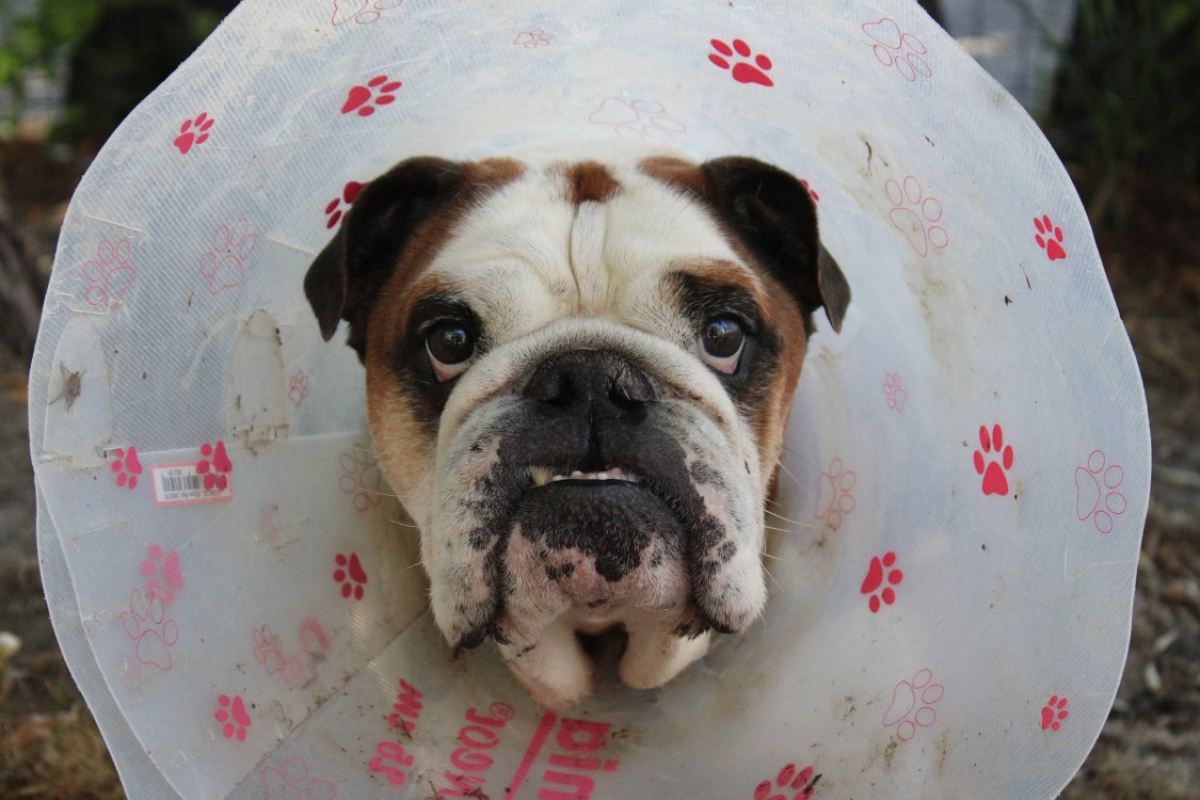 Photo #1 de Ouldog