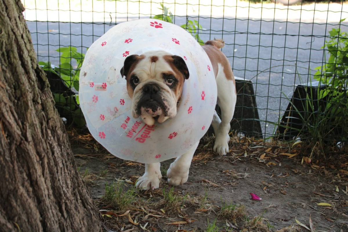 Photo #2 de Ouldog