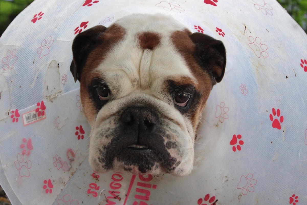 Photo #3 de Ouldog