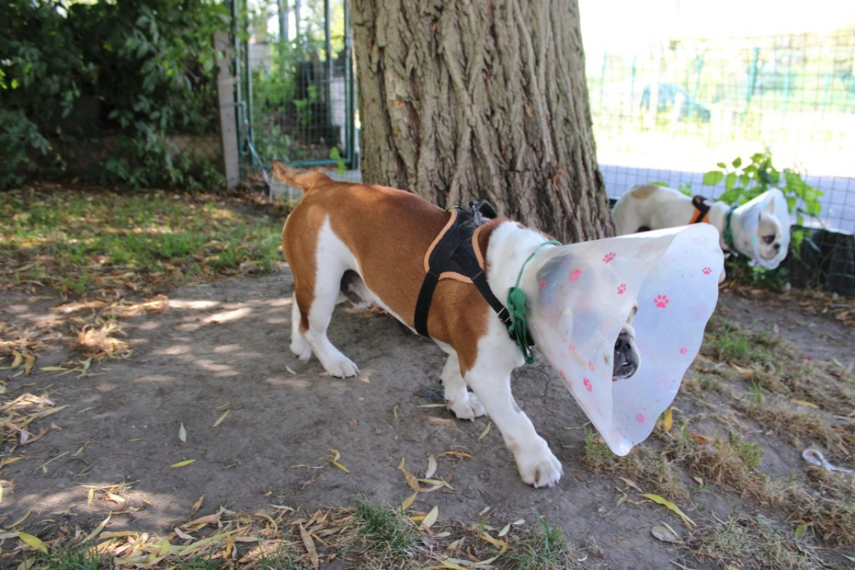 Photo #4 de Ouldog