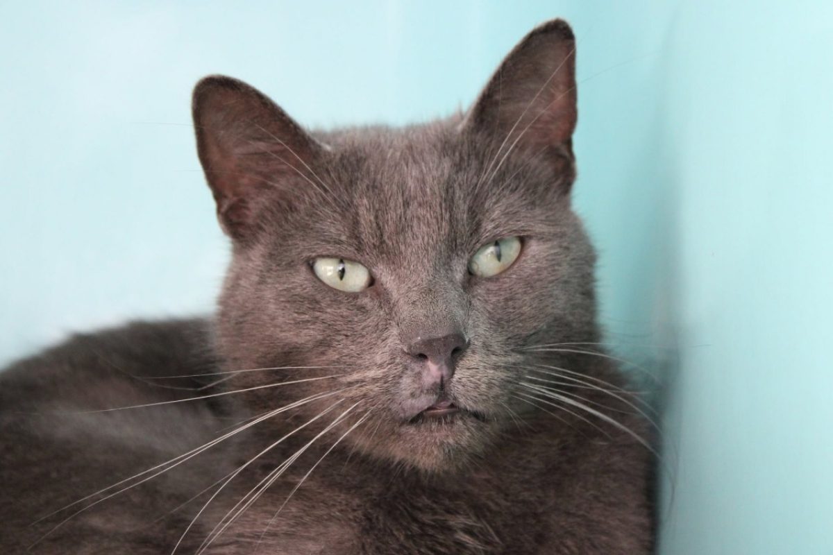 Albus - Chat Européen à adopter