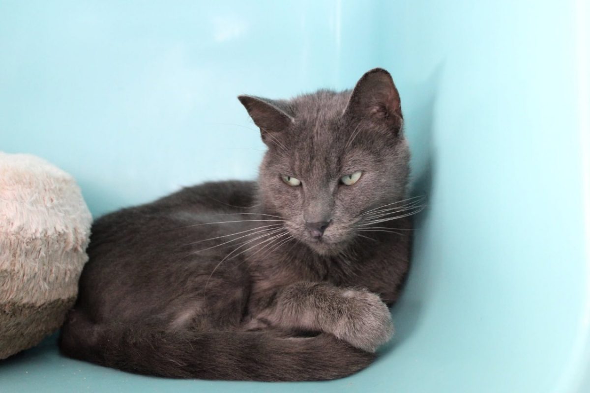 Albus - Chat Européen à adopter - photo 2