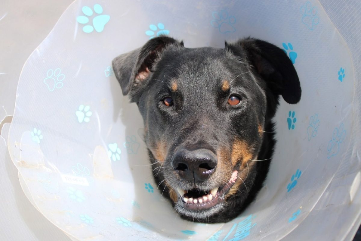 Rafale - Chien à adopter