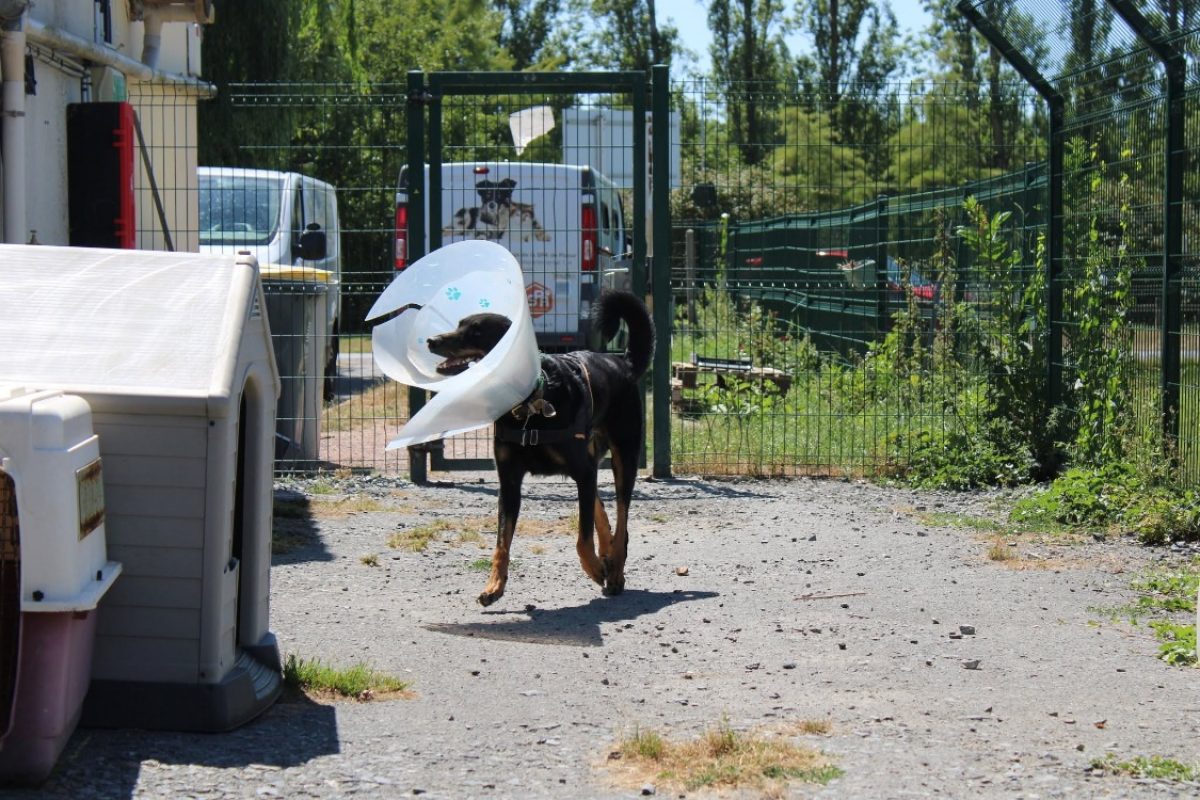 Rafale - Chien à adopter - photo 2