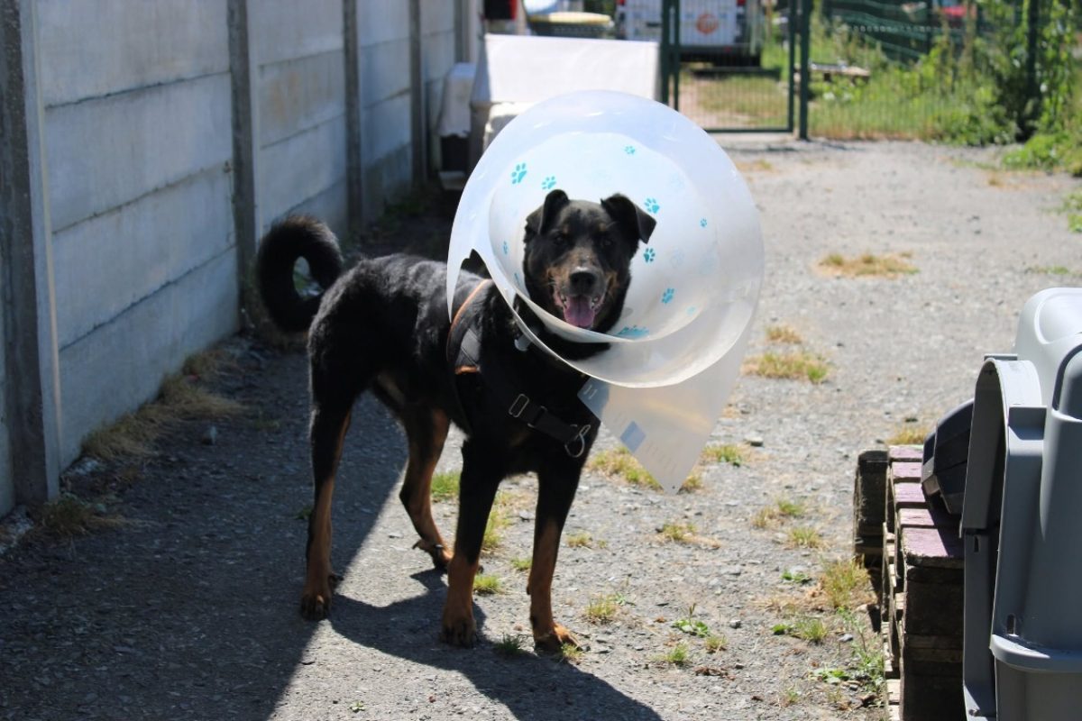 Rafale - Chien à adopter - photo 3