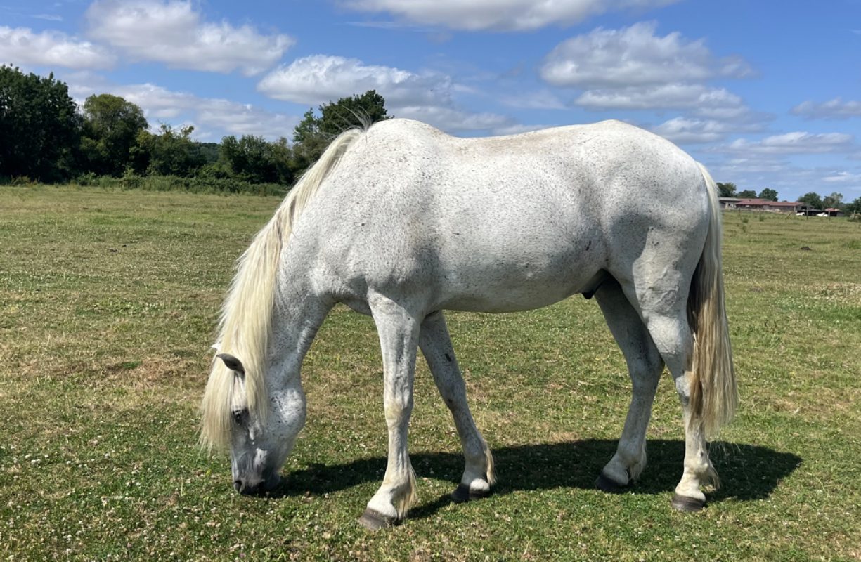 Xisto - Equidé Cheval à adopter