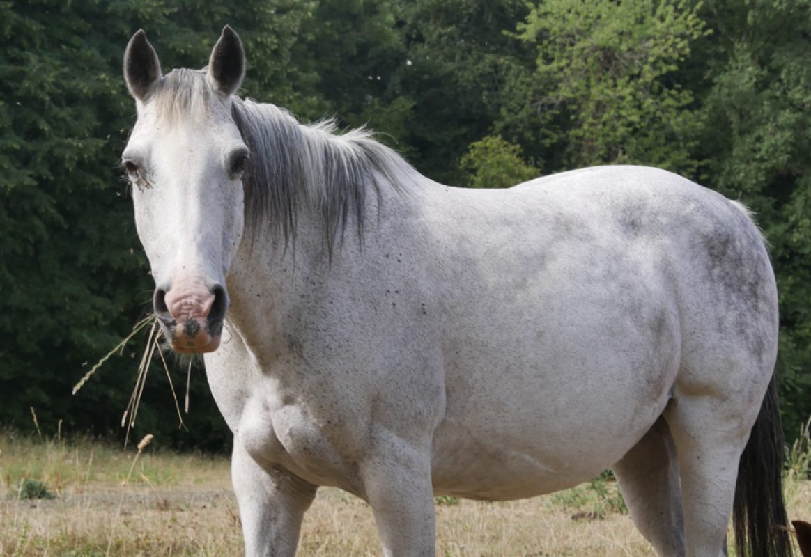 Qadiche du sarthe - Equidé Poney à adopter