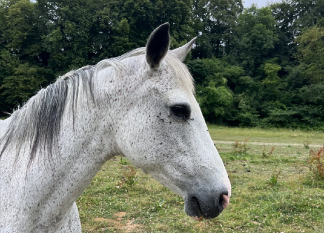 Qadiche du sarthe - Equidé Poney à adopter - photo 2