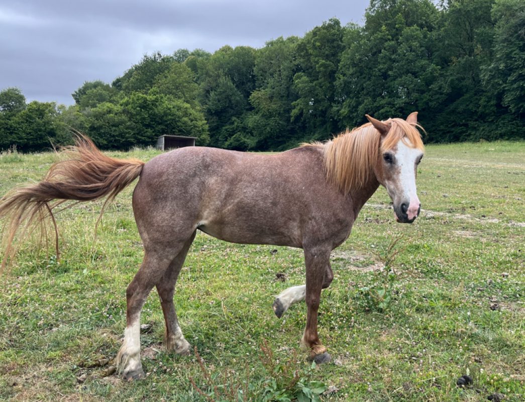 Questch de bacon - Equidé Poney à adopter