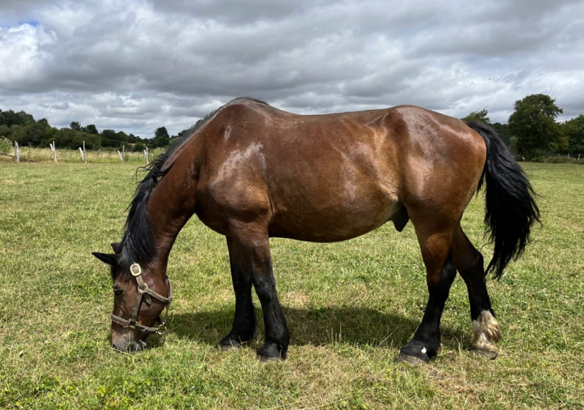 Prince - Equidé Cheval à adopter