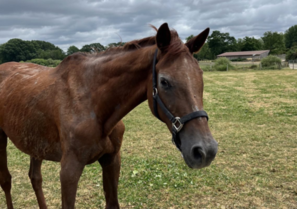 Lolita quesne - Equidé Cheval à adopter