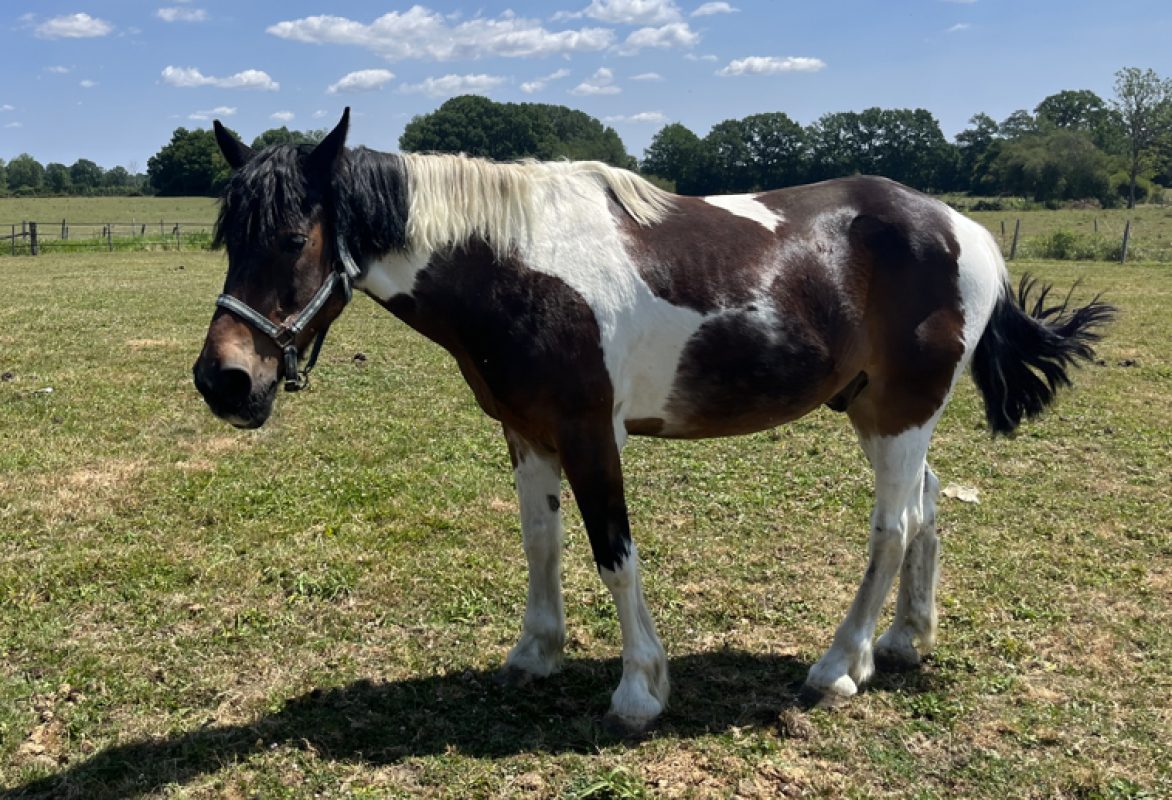 Raffal - Equidé Cheval à adopter