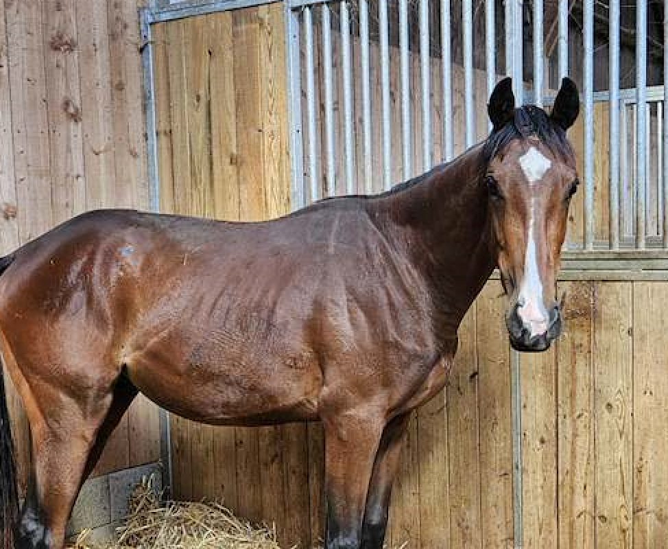 Nyong de belnoe - Equidé Cheval à adopter