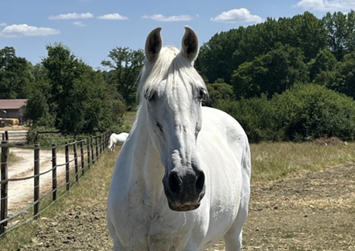 Valencia - Equidé Cheval à adopter