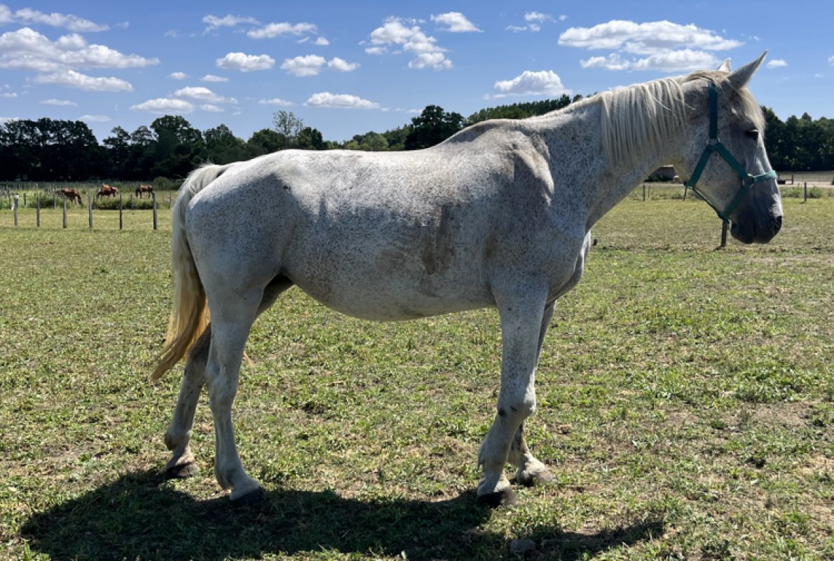 Unique - Equidé Cheval à adopter