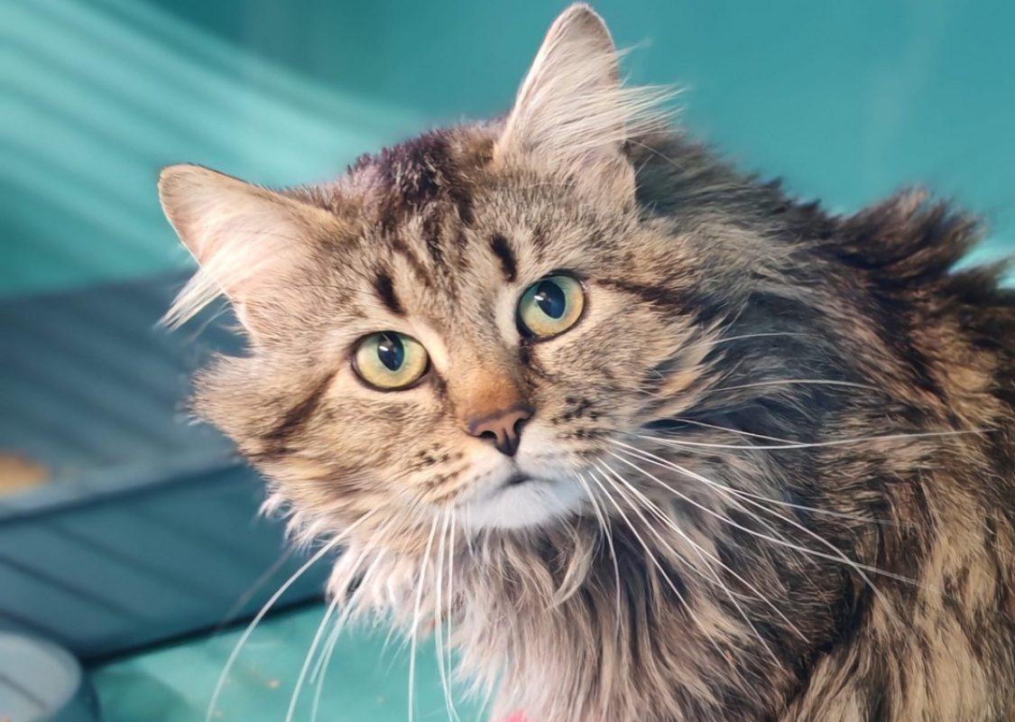 Nuii - Chat Européen à adopter