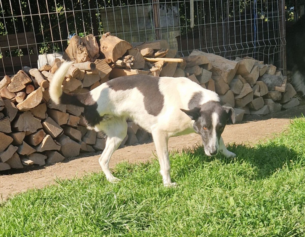 Photo #3 de kuki