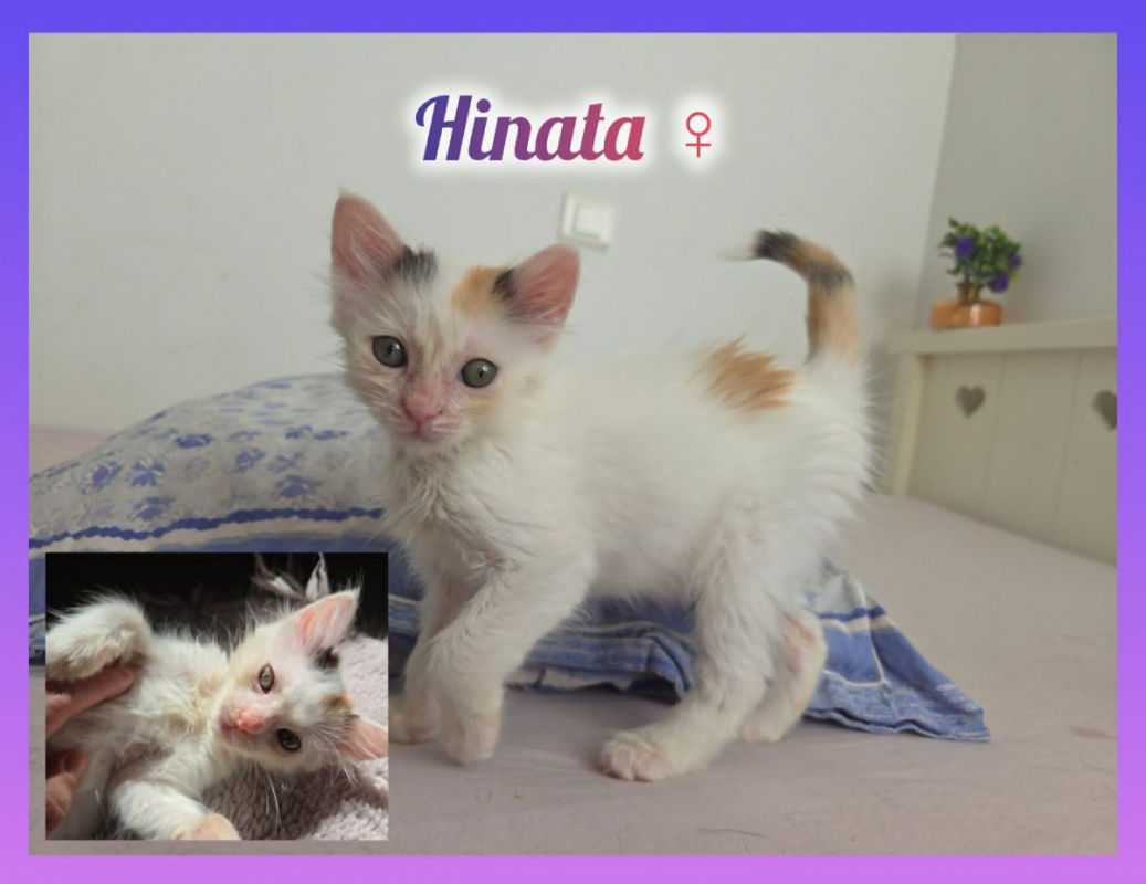 Photo de Hinata