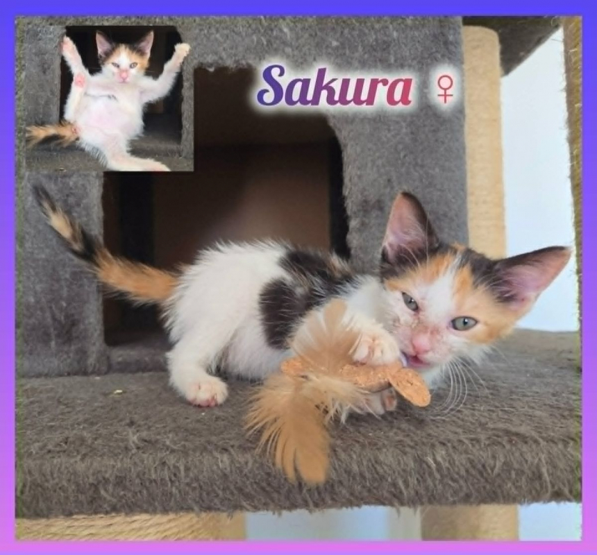 Photo de Sakura