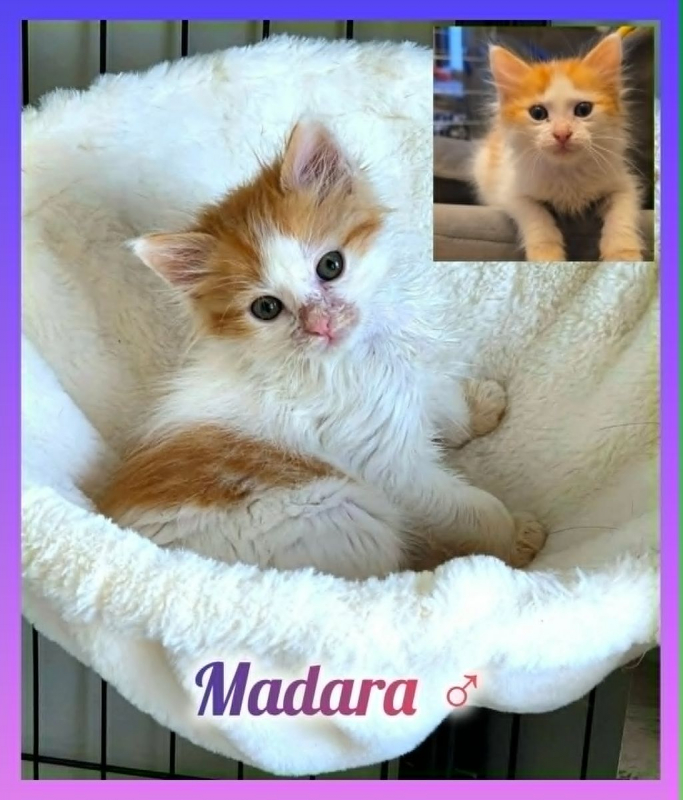 Photo de Madara