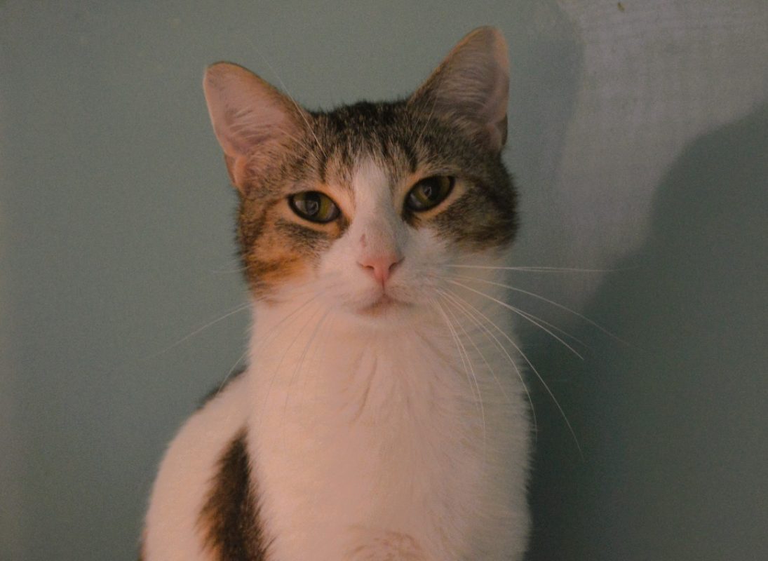 Helios - Chat Européen à adopter