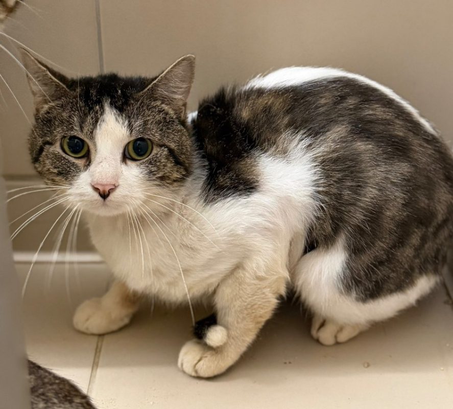 Malio - Chat Européen à adopter
